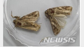 옥수수 갉아먹는 열대거세미나방 국내 또 상륙…확산 차단 비상