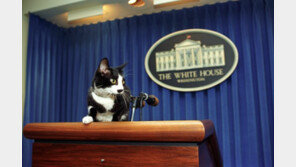 바이든, ‘고양이 집사’ 된다…‘퍼스트 캣’ 곧 백악관 입성