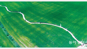 푸르게 푸르게, 넘실대는 청보리밭