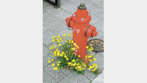 [고양이 눈]새로운 이웃