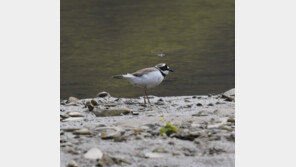 작년 이어 올해도… 낙동강 합천창녕보 상류서 흰목물떼새 발견 