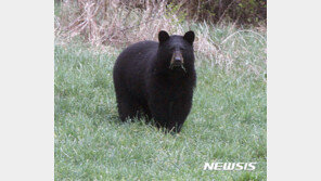 美 안락사시킨 곰 뱃속에서 숨진 여성 시신 일부 발견돼