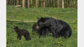 안락사시킨 곰 2마리 뱃속에서 여성 시신 일부 발견 