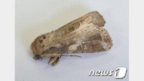 ‘중국에서 온 옥수수먹는 나방’ 벌써 제주에…발생량도 증가할듯