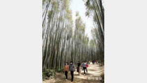 녹음이 짙어가는 죽녹원