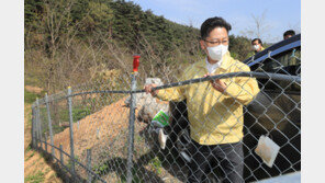 ASF 발생 인근 농장 103곳 음성…9개 시도 위험주의보 발령