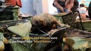 개·고양이 박스 포장해 우편배송…동물 무덤된 中택배트럭