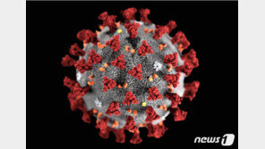 남아공서 인도발 변이 바이러스 감염 사례 4건 첫 발견