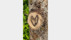 숨겨진 사랑[고양이 눈]