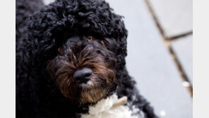 “굿바이, 보”… 오바마, 12년 동고동락 반려견 죽음 애도