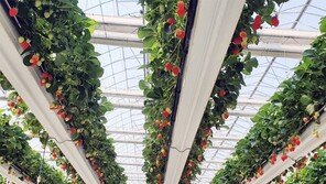 이상 기후에도 스마트팜 딸기 생산 ‘이상無’ 