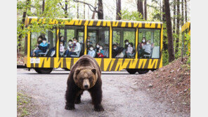 “맹수 구경 더 생생하게” 전면 방탄유리 사파리 트램 등장 