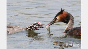 공동육아는 필수, 뿔논병아리 내리사랑 [청계천 옆 사진관]