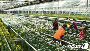 5년째 방치돼 흉물로 변한 구미시설원예생산단지 매각되나?