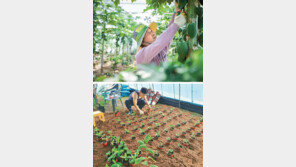 경북도 “미래 먹거리로 ‘아열대 작물’ 집중 육성”