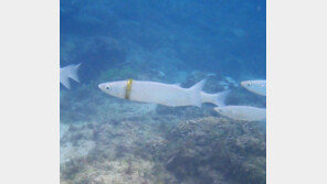 “작년 잃어버린 결혼반지가 왜”…반지 낀 물고기 화제