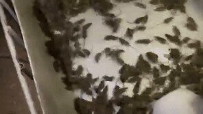 수천마리 쥐떼 바글바글…호주 날씨 이변이 낳은 저주