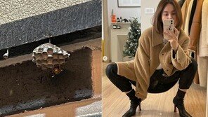 아이비 집에 또다시 등장한 대형 말벌집 “뭐 맛있는 게 있다고”