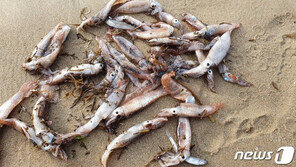 포항 백사장 오징어 수천마리 떼죽음…“지진 전조?” 시민들 불안