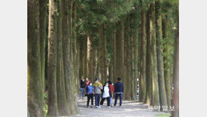초여름 더위 식혀주는 삼나무 숲길