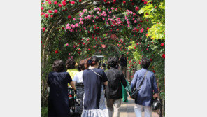 “장미꽃에 둘러싸여 힐링을”