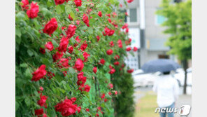 [날씨]전국 주말 내내 비…때 이른 더위 물러나