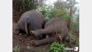 인도 숲에서 코끼리 18마리 떼죽음…“벼락 맞았다”
