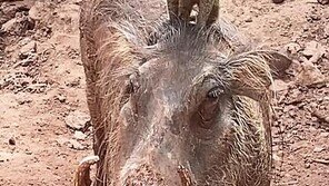 언뜻 보면 라이언킹 ‘티몬·품바’…‘흑멧돼지·몽구스’ 커플 화제[영상]