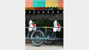 [고양이 눈]승마의 추억