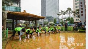 도심 속 손 모내기 체험
