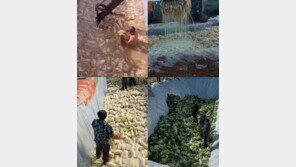 중국산 김치 15개 제품서 식중독균 검출…제품명 공개