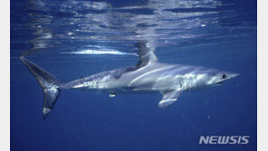 호주서 서핑하던 50대, 상어 공격에 사망…올해 첫 사고