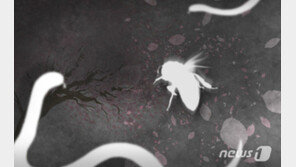 무면허 봉침에 피해자 ‘쇼크’…50대 양봉업자 집행유예