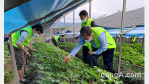 [포토]농협중앙회 감사위원회사무처, 춘천 인삼농가 일손돕기