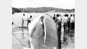 장생포 일대서 고래고기 먹는 음식문화 사라질까?