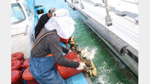 해삼·조개 230㎏ 불법 포획한 선장 등 3명 붙잡혀