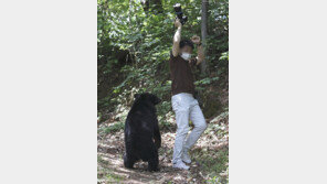 울산서, 광양서… 반달가슴곰 잇달아 출몰 