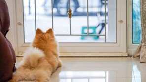 반려견 용변 문제로 다투다…흉기로 형 7차례 찌른 동생 ‘집유’