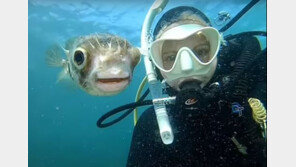 “같이 찍읍시다” 셀카에 얼굴 들이미는 복어 화제 (영상)