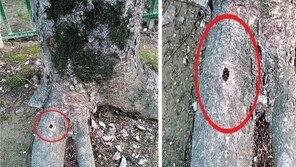 30살 넘은 수십그루 나무에 전동드릴 구멍 숭숭…전주 아파트 발칵