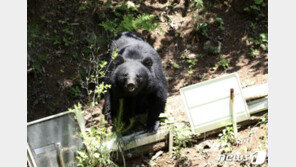 알래스카 곰에 10초 얻어맞은 60대…구조대도 놀란 ‘기적 생환’