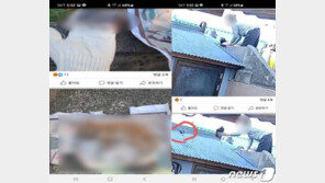 목없는 고양이 사체 이웃 지붕에 휙~ 80대 할머니 입건