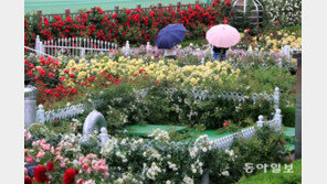조선대 장미원에 장미꽃 물결