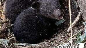 지리산 반달가슴곰 어미 4마리, 새끼 6마리 출산 ‘뛰어난 적응력’