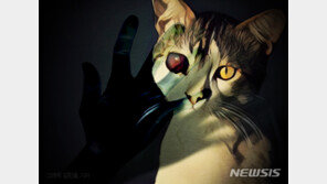 고양이 죽음으로 이웃 싸움, 2000만원 합의에도 징역형