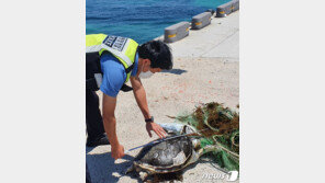 제주서 폐그물에 엉킨 멸종위기 푸른바다거북 사체 발견
