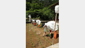 왕의 벼농사 ‘친경례’…풍년을 기원하며[청계천 옆 사진관]