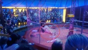 서커스 도중 조련사 덮친 사자…관객들 ‘혼비백산’ (영상)