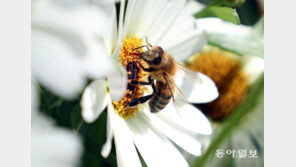하루 3000송이 꽃 찾아 ‘윙윙’ 꿀 빠는 중[청계천 옆 사진관]