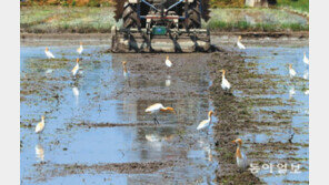 모내기철, 황로 가족의 분주한 시간